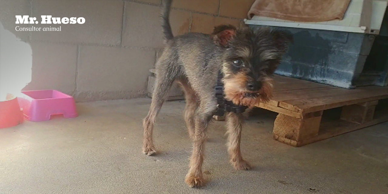 aparece Fleky, un mestizo de schnauzer