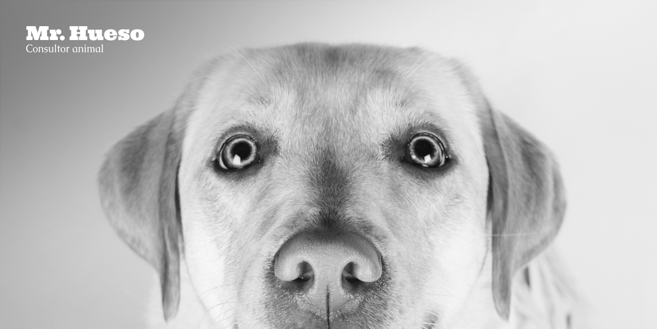 Perroaventuras foto de Rumba en blanco y negro, primer plano de su mirada