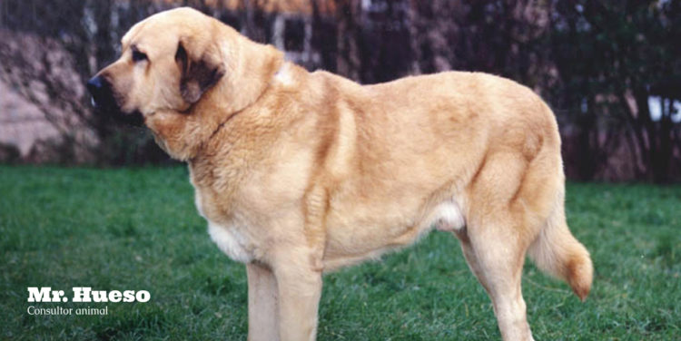 Rosa, la mastina que me salvó