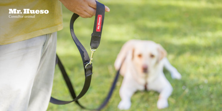 Foto de una correa Mr. Hueso y Rumba