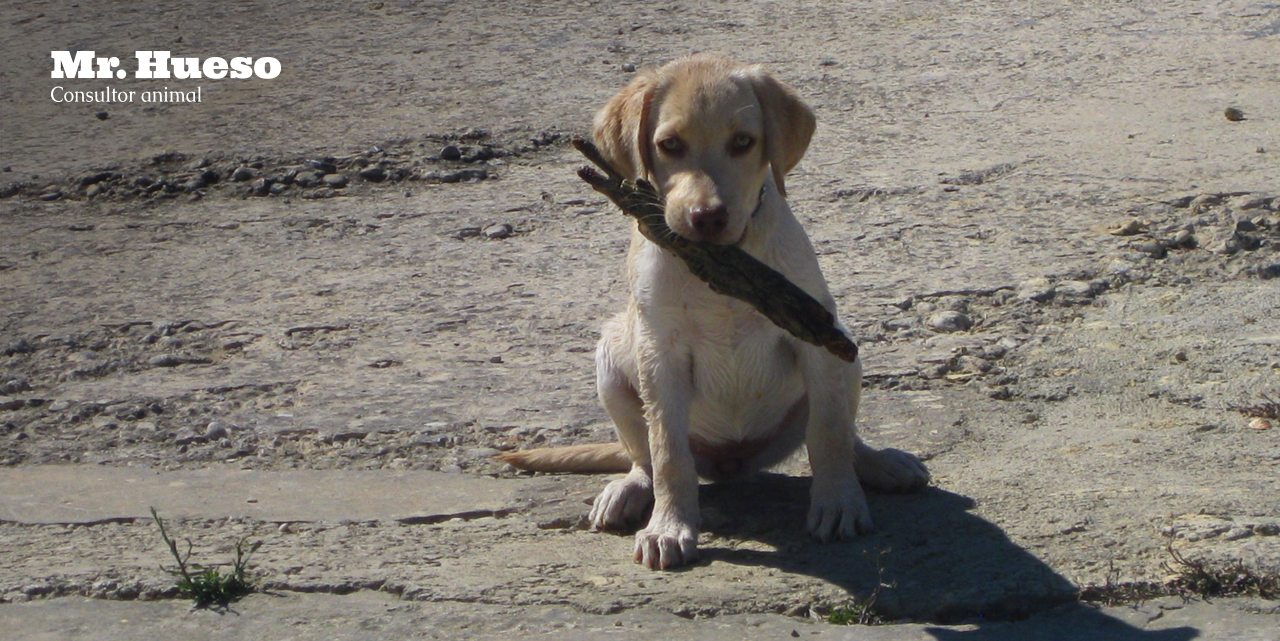 aparece Rumba, una cachorra de labrador, con un palo en la boca
