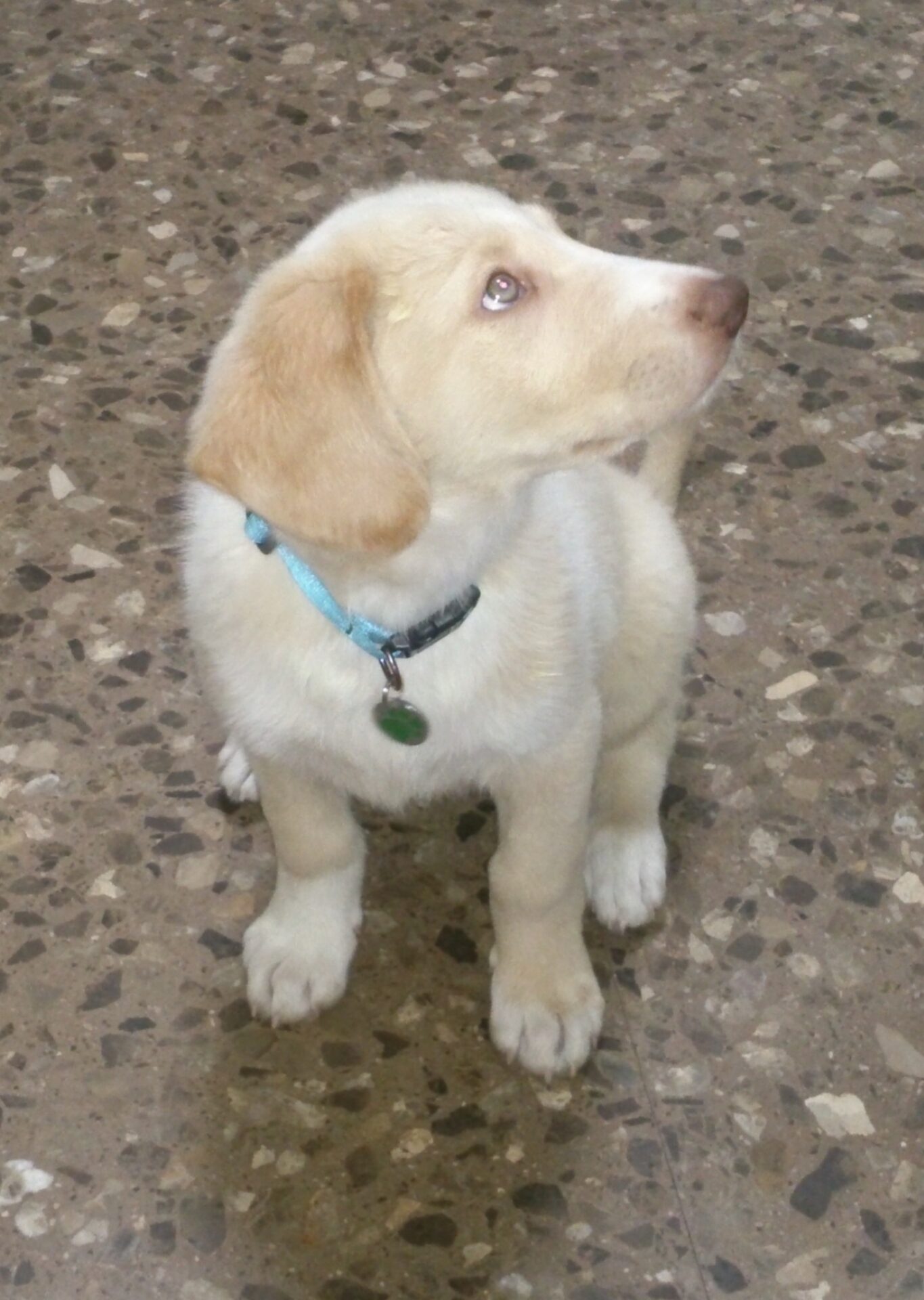 Bady sentado de cachorrito