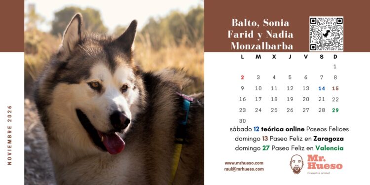 Balto, un bonito alaskan malamute, es el protagonista del mes de noviembre en el Calendario Mr. Hueso 2026