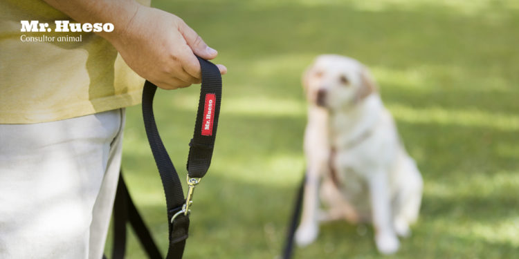 Aparece una correa Mr. Hueso en primer plano y un labrador detrás