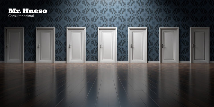 Aparecen muchas puertas iguales sin saber que hay detrás