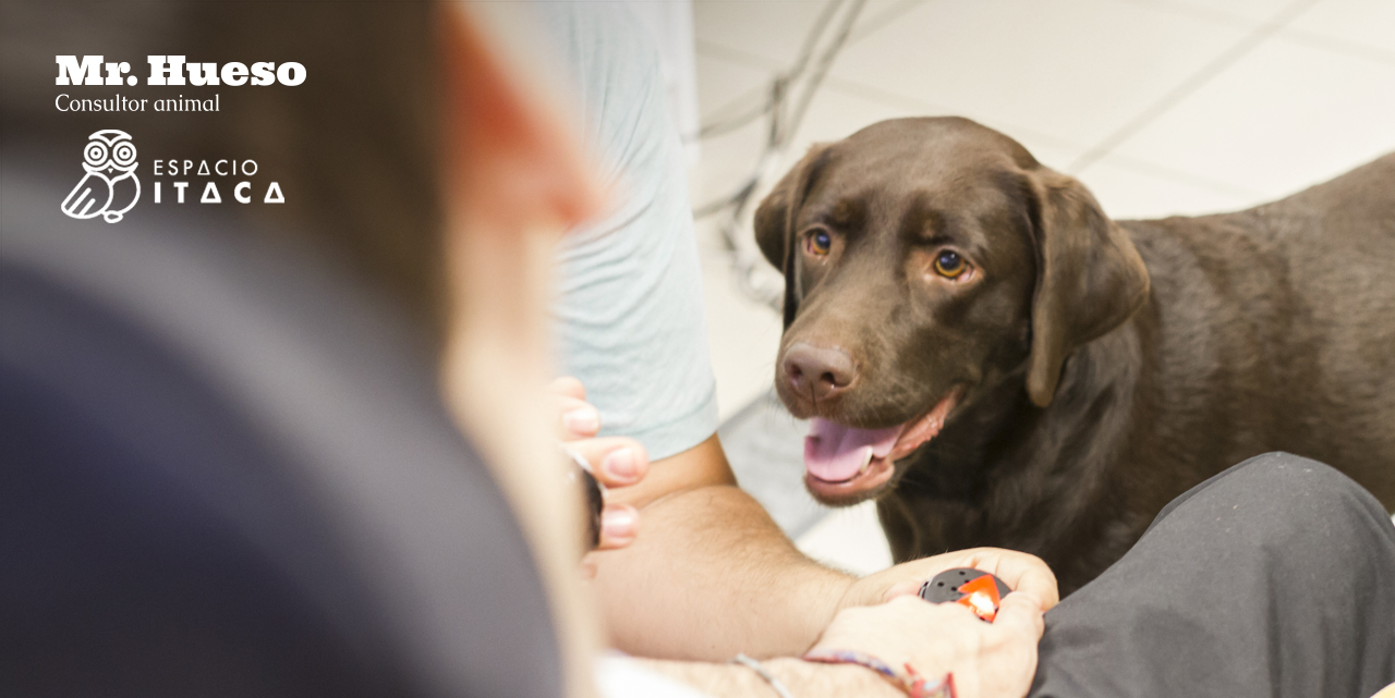 Salsa mirando a un usuario