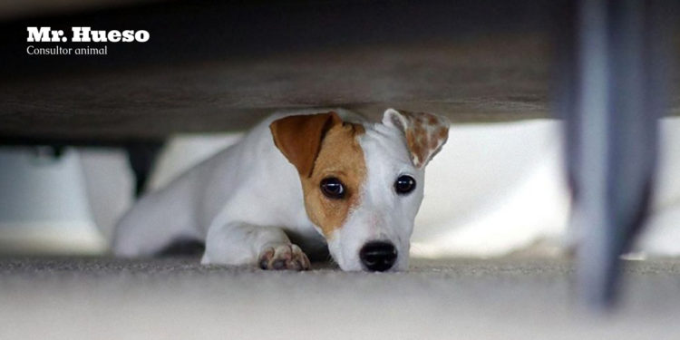 un perro asustado bajo la cama