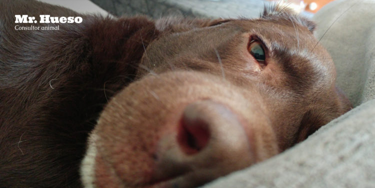 Salsa, un labrador tumbado calmado