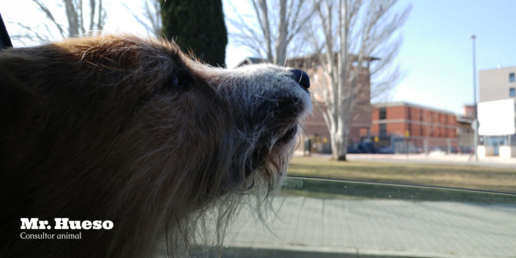 Arty sacando la cabeza por la ventana del coche