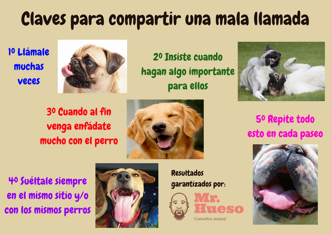 Perros sacando la lengua como si se rieran de nuestros actos equivocados