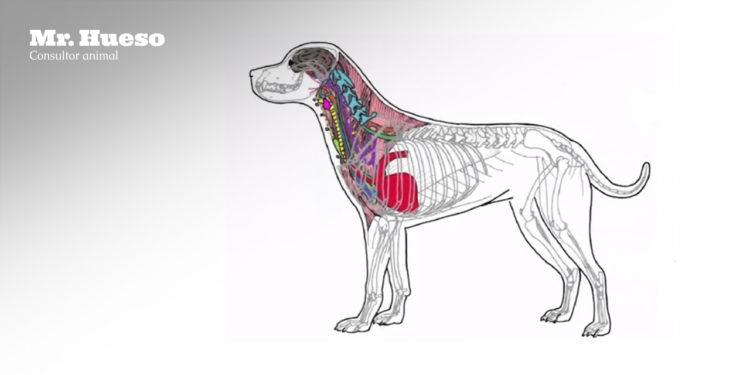 Todos los sistemas y órganos bajo el cuello de los perros