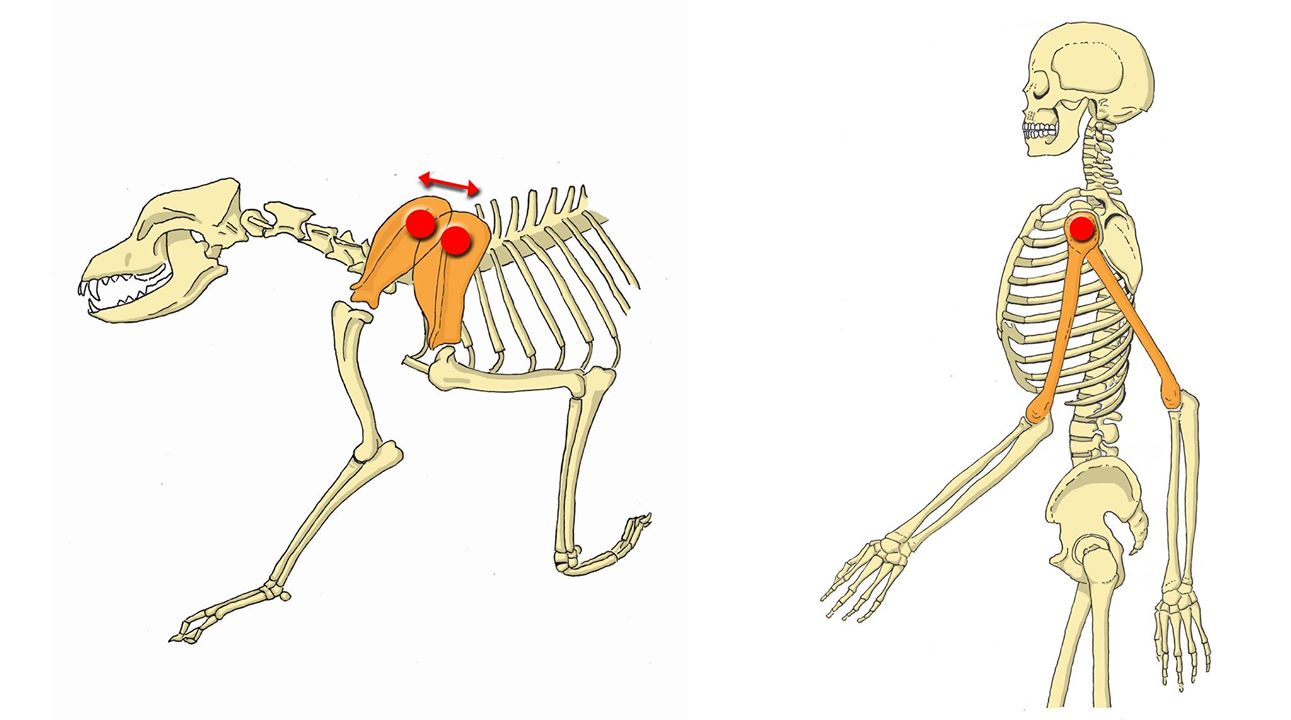 comparación escápulas caninas y hombros humanos