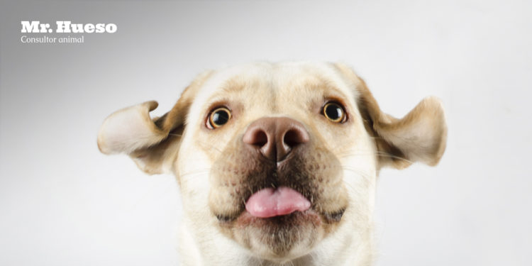 Sale Rumba sacando la lengua y con las orejas volando