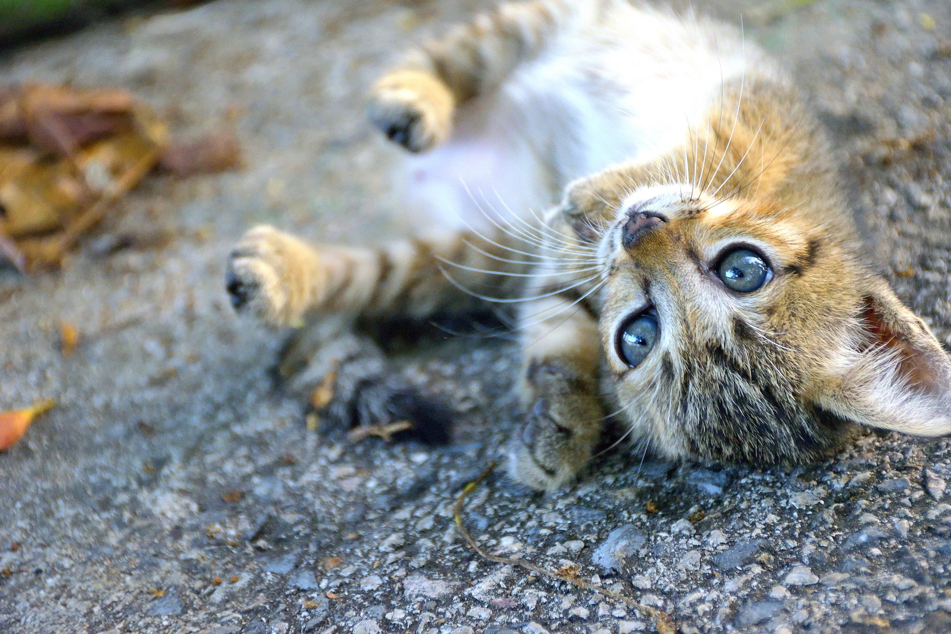 cachorro de gato tumbado en la calle