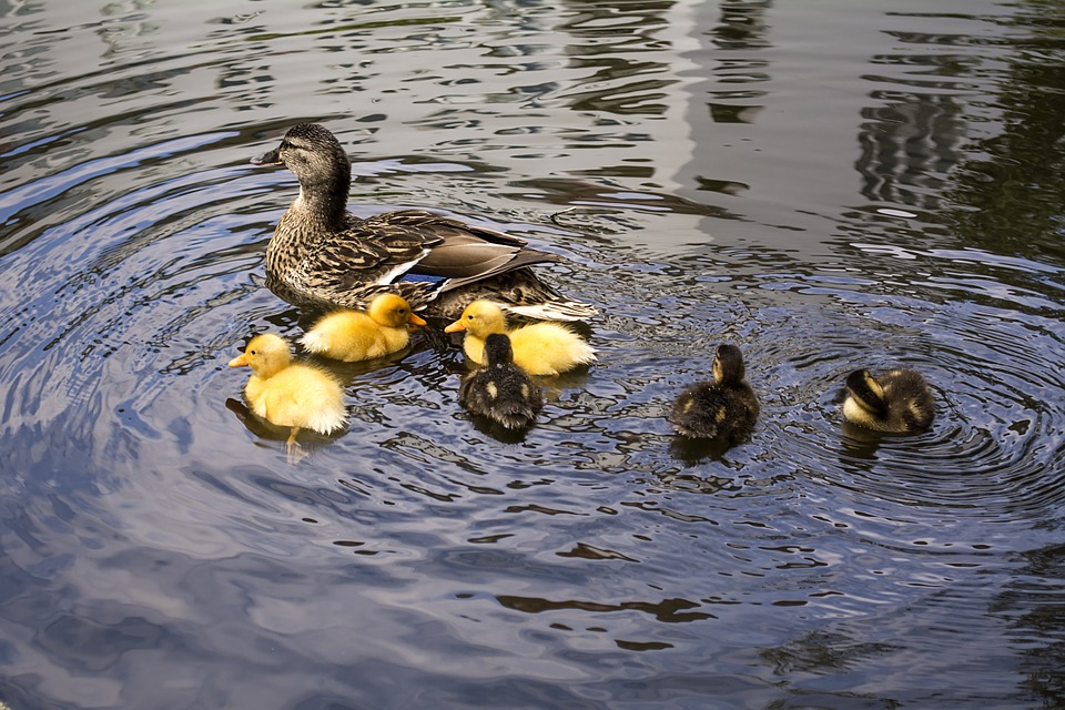 familia de patos en un estanque