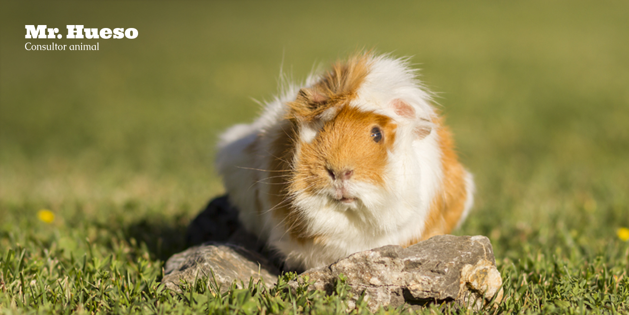 Reggaetona, una cobaya abisinia en el cesped
