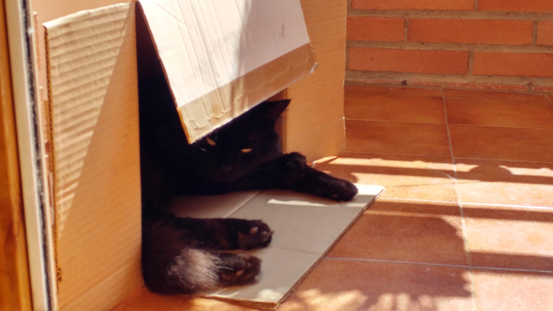 Canuto en una caja de cartón en el balcón