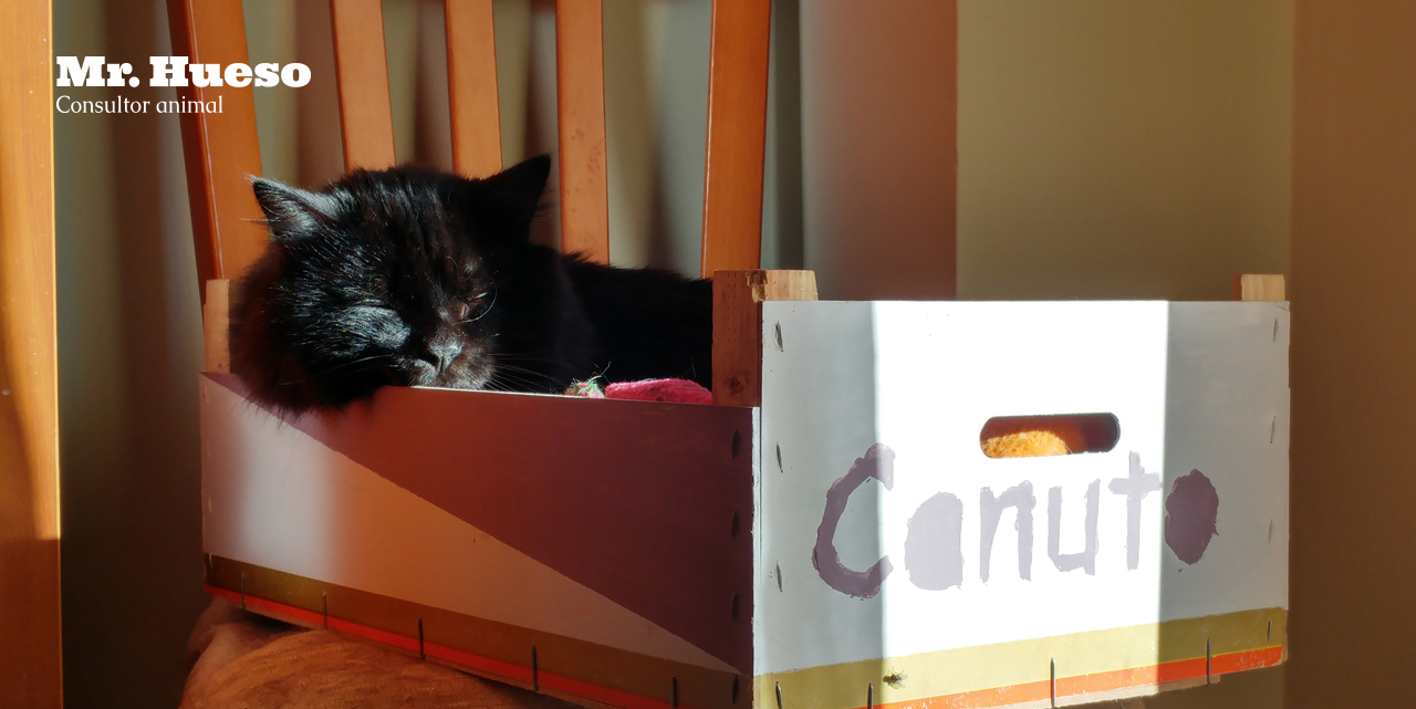 Canuto, un gato negro que comparte vida con Mr. Hueso, durmiendo en una de sus camas