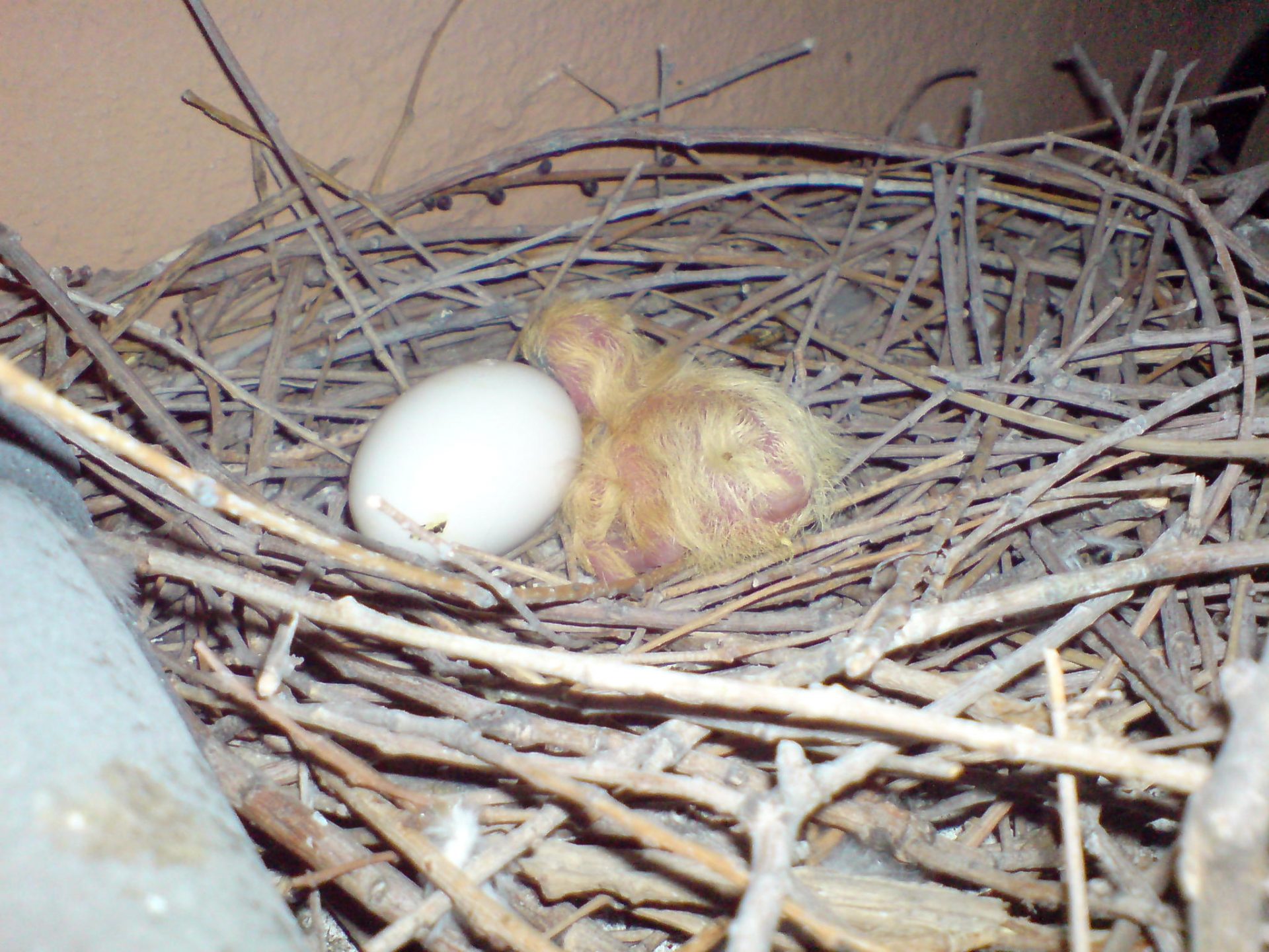 nido de palomas que criaron en nuestra casa, aparece un polluelo y un huevo todavía por abrir