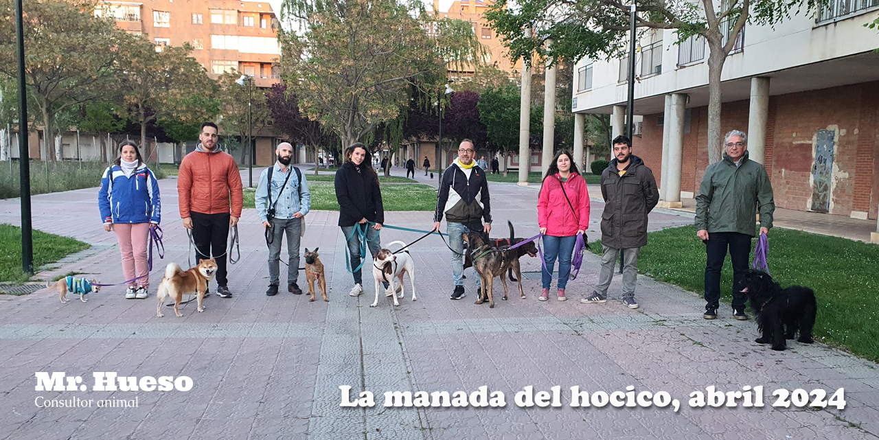 La manada del hocico mayo 2024