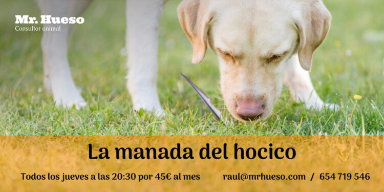 La manada del hocico los jueves en Zaragoza 2025