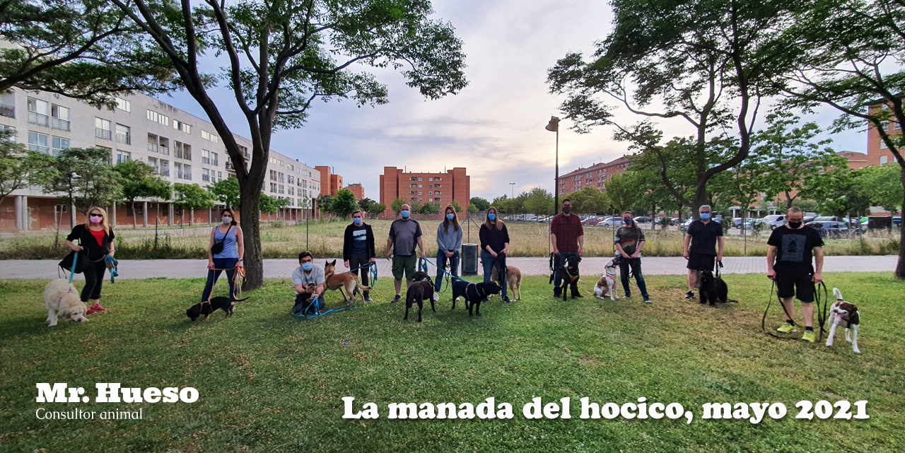 Foto de grupo de La manada del hocico en mayo de 2021, 11 personas y 11 perros en la foto