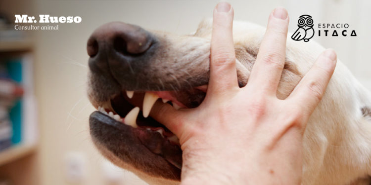 10 consejos para evitar accidentes entre niños y animales, un perro muerde una mano