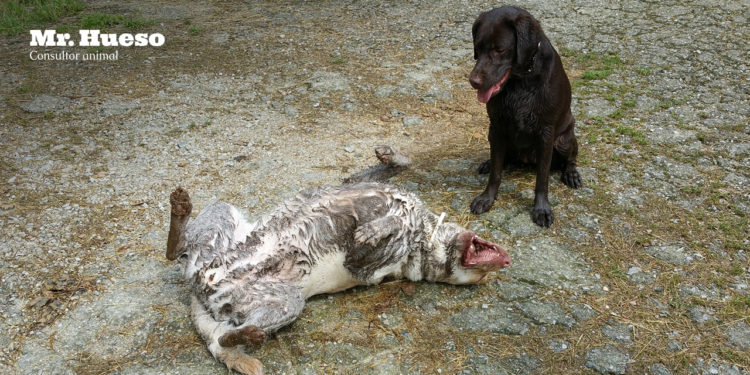Aparece Rumba llena de barro y haciendo una croqueta y Salsa la mira como si pensara ¿esta perra está bien?