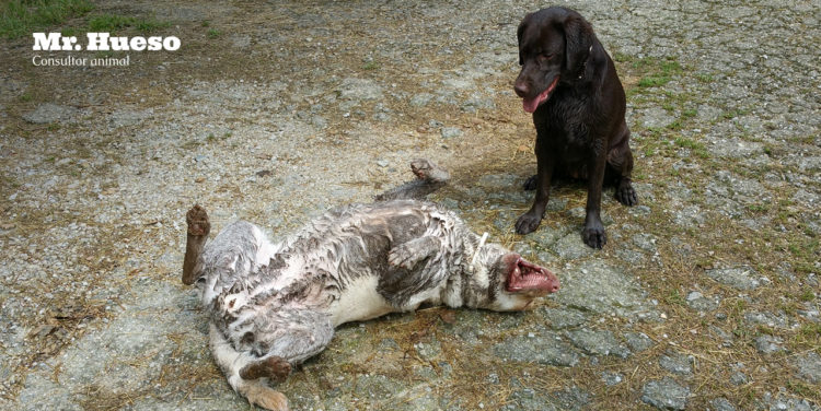 Test Mi perro es feliz, Mr Hueso Aparece Rumba llena de barro y haciendo una croqueta y Salsa la mira como si pensara ¿esta perra está bien?