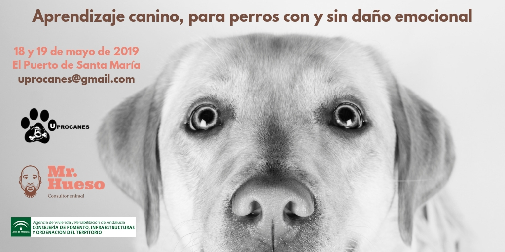 Aparece Rumba, labradora de Mr. Hueso. Aprendizaje canino, para perros con y sin daño emocional.