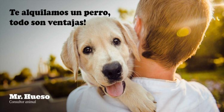 aparece un niño abrazando un cachorro de golden, Te alquilamos un perro, todo son ventajas!, Mr. Hueso