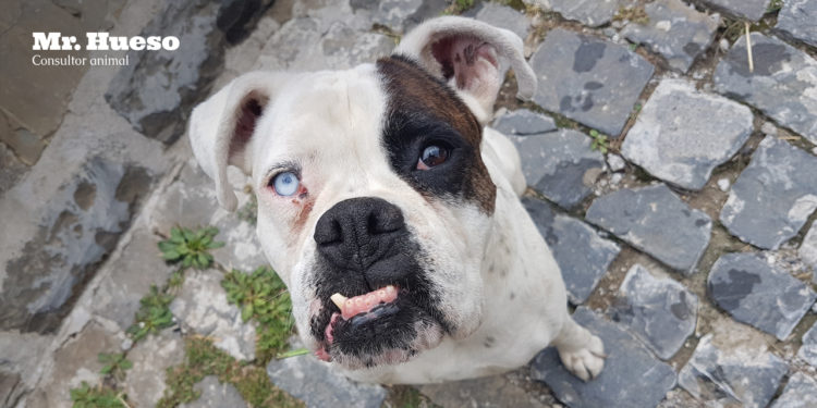 En la imagen una perra con un aspecto muy peculiar, un ojo azul, dientes torcidos y una mancha en la cara, de raza mezcla de PPP