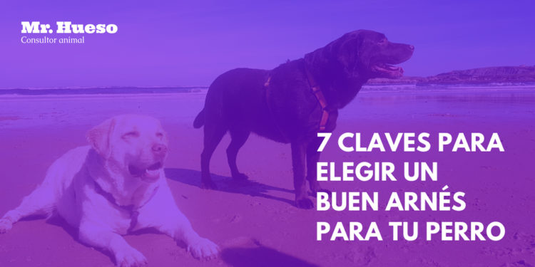 aparecen Rumba y Salsa, labradoras de la familia Mr. Hueso, en la playa