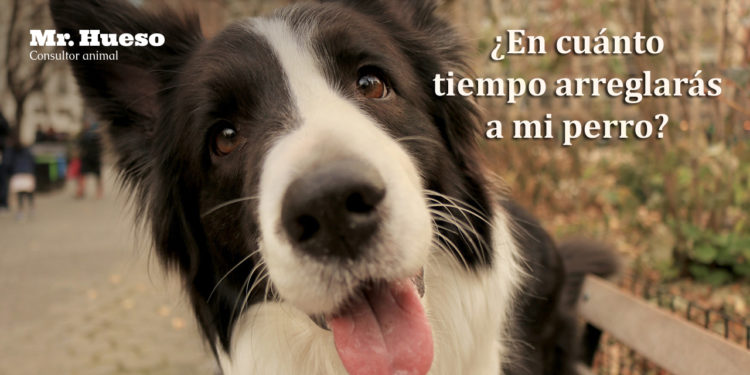 aparece un perro negro y blanco en primer plano con la lengua fuera y mirando directamente muy gracioso