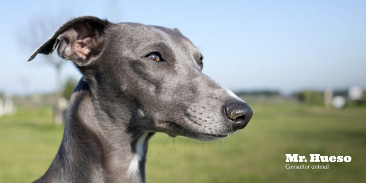 Aparece un galgo gris de perfil en un campo verde