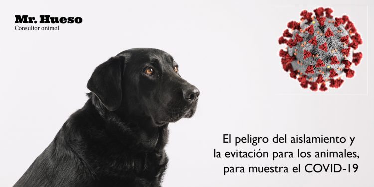 Aparece un labrador negro, el dibujo del COVID-19 y el título del artículo