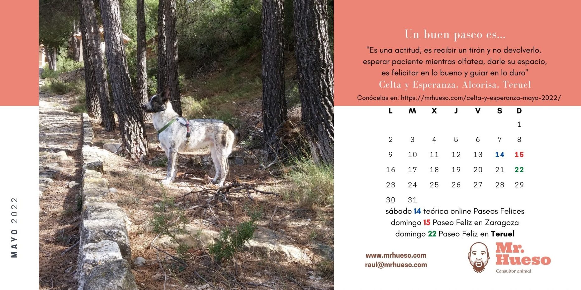 Celta paseando entre pinos, junto al calendario de mayo