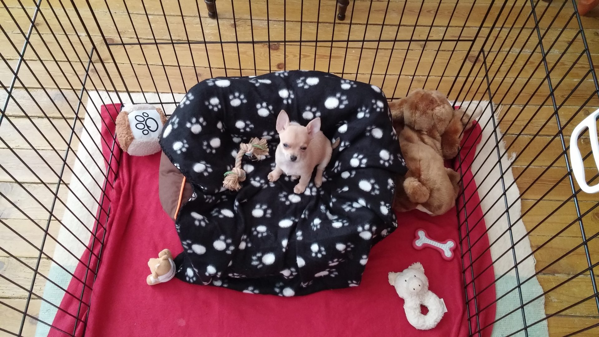 Luna dentro de un vallado para perros, lleno de mantas y juguetes