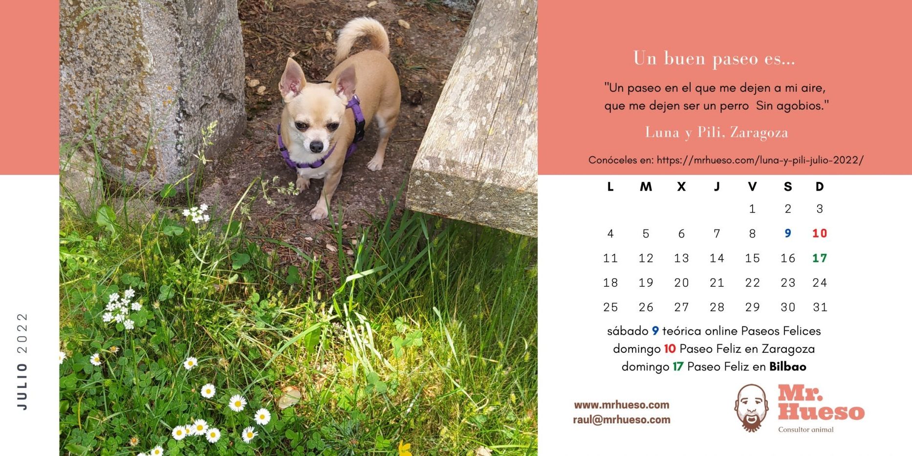 Luna es una pequeña chihuahua que está en el jardín, junto al calendario de julio