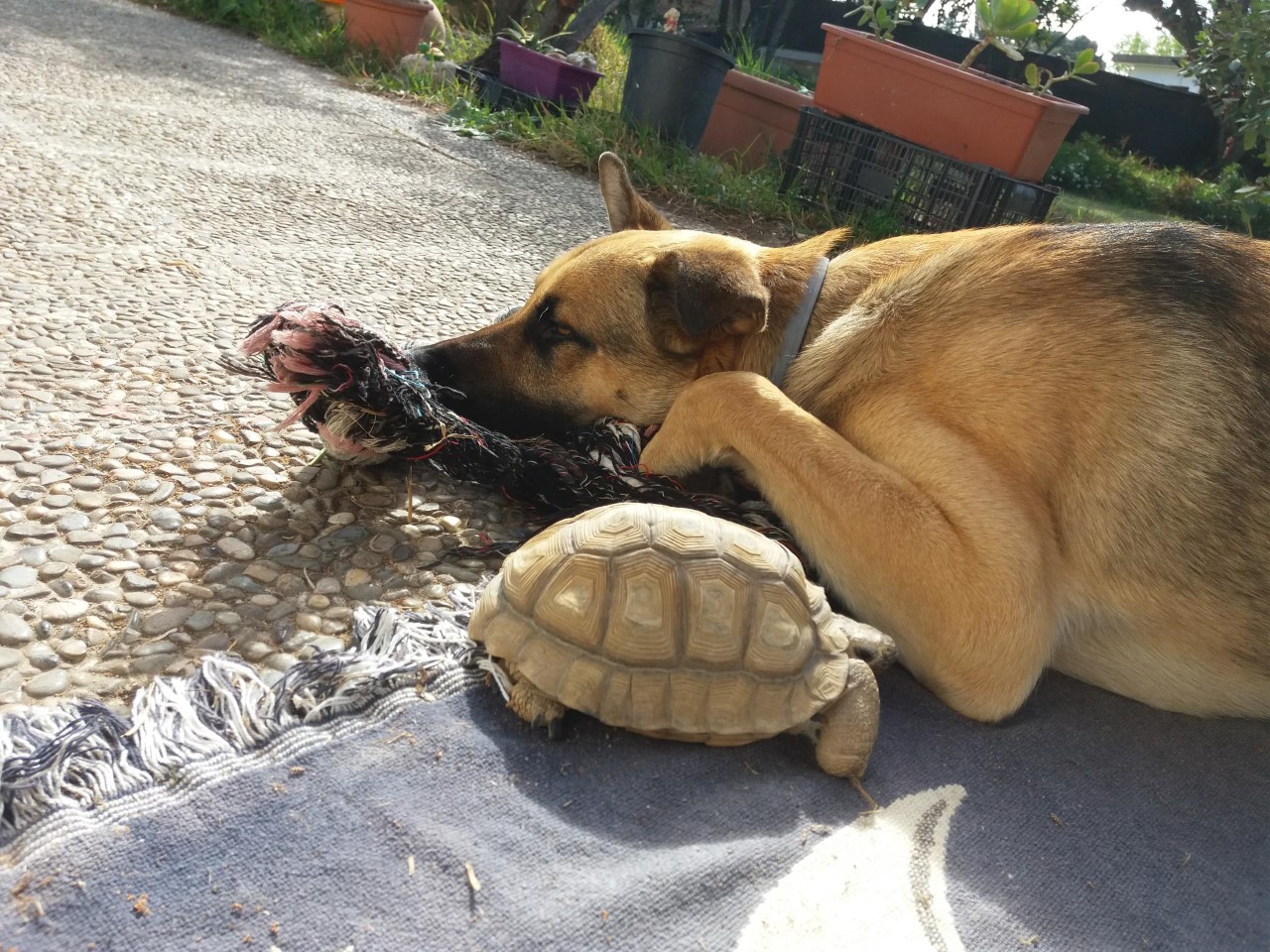 Midi tumbado al sol con Nicasia a su lado