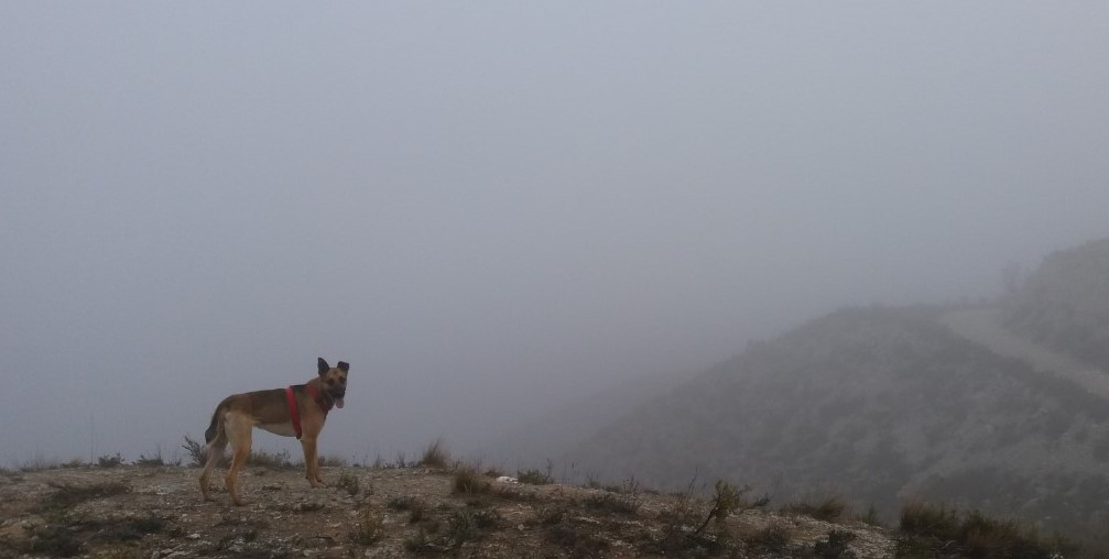 Midi entre la niebla en un monte estepario