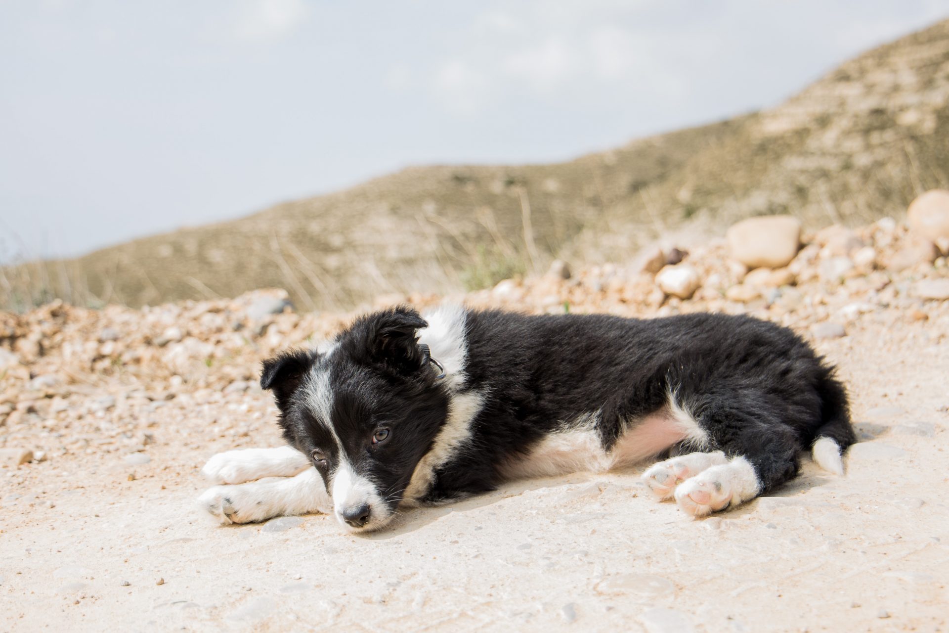 Nala era una pequeña border collie, tumbada en la tierra