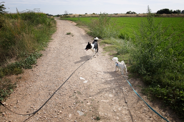 Nala y Coco paseando con correas largas Mr. Hueso y arneses Haqihana por un camino rodeado de campos cultivados