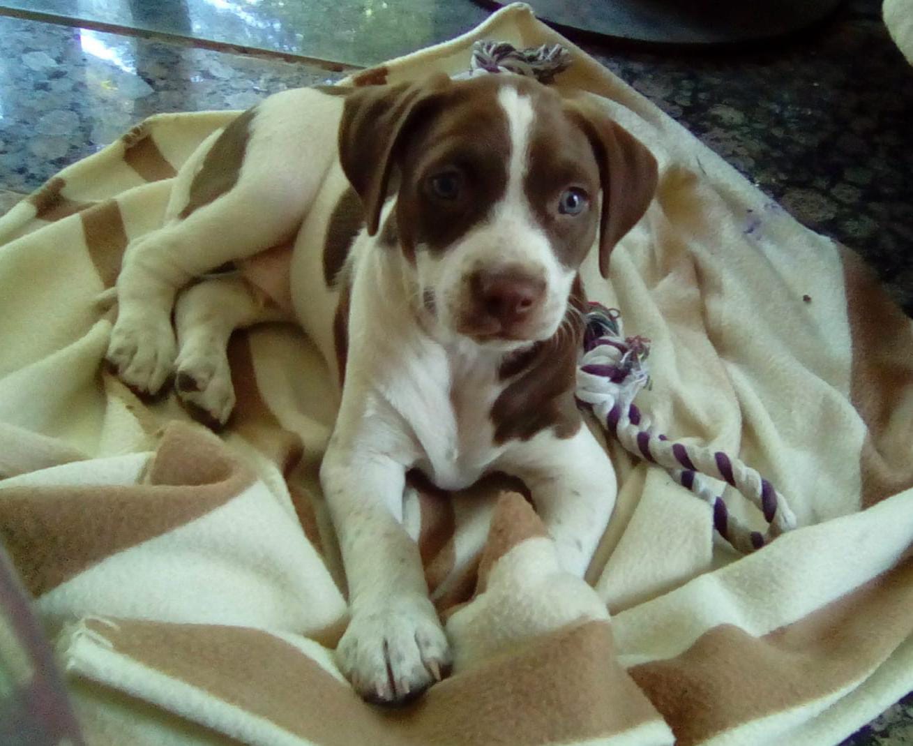 cachorro marrón y blanco tumbado en una manta