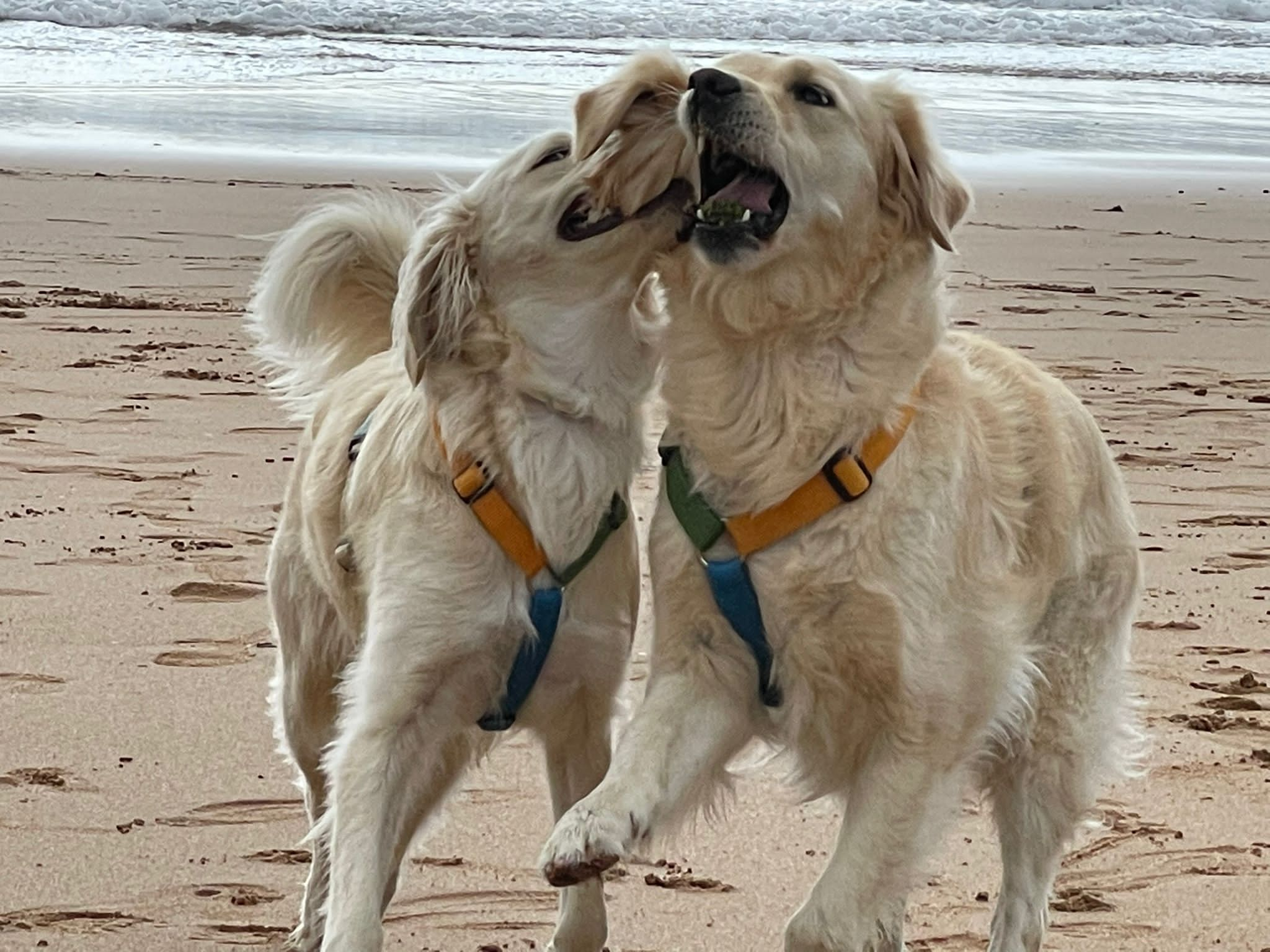 Brisa y Roma en la playa