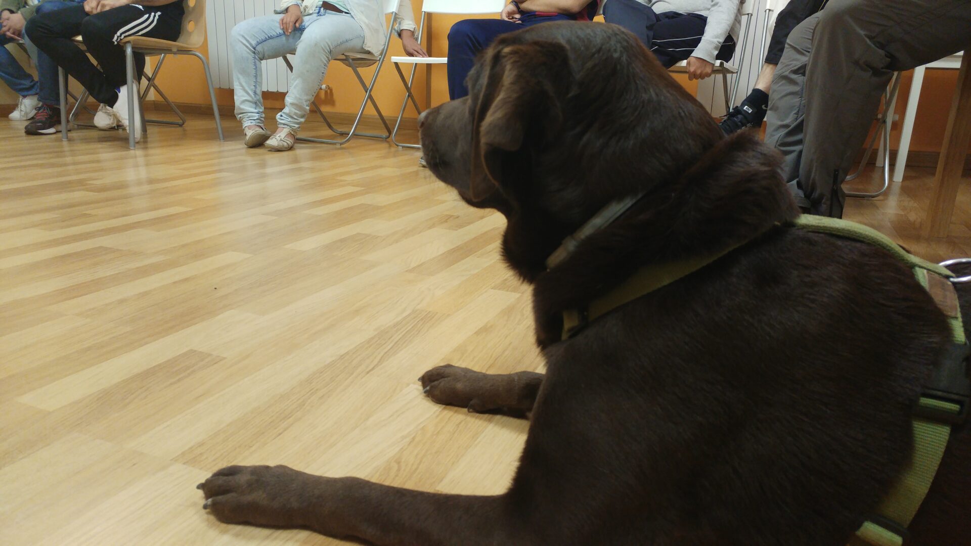 Talleres Perruneando, educación asistida con animales