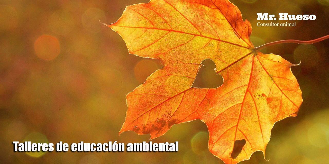 Talleres de educación ambiental Mr Hueso Aparece una hoja en otoño con un agujero en forma de corazón y el logo de Mr. Hueso