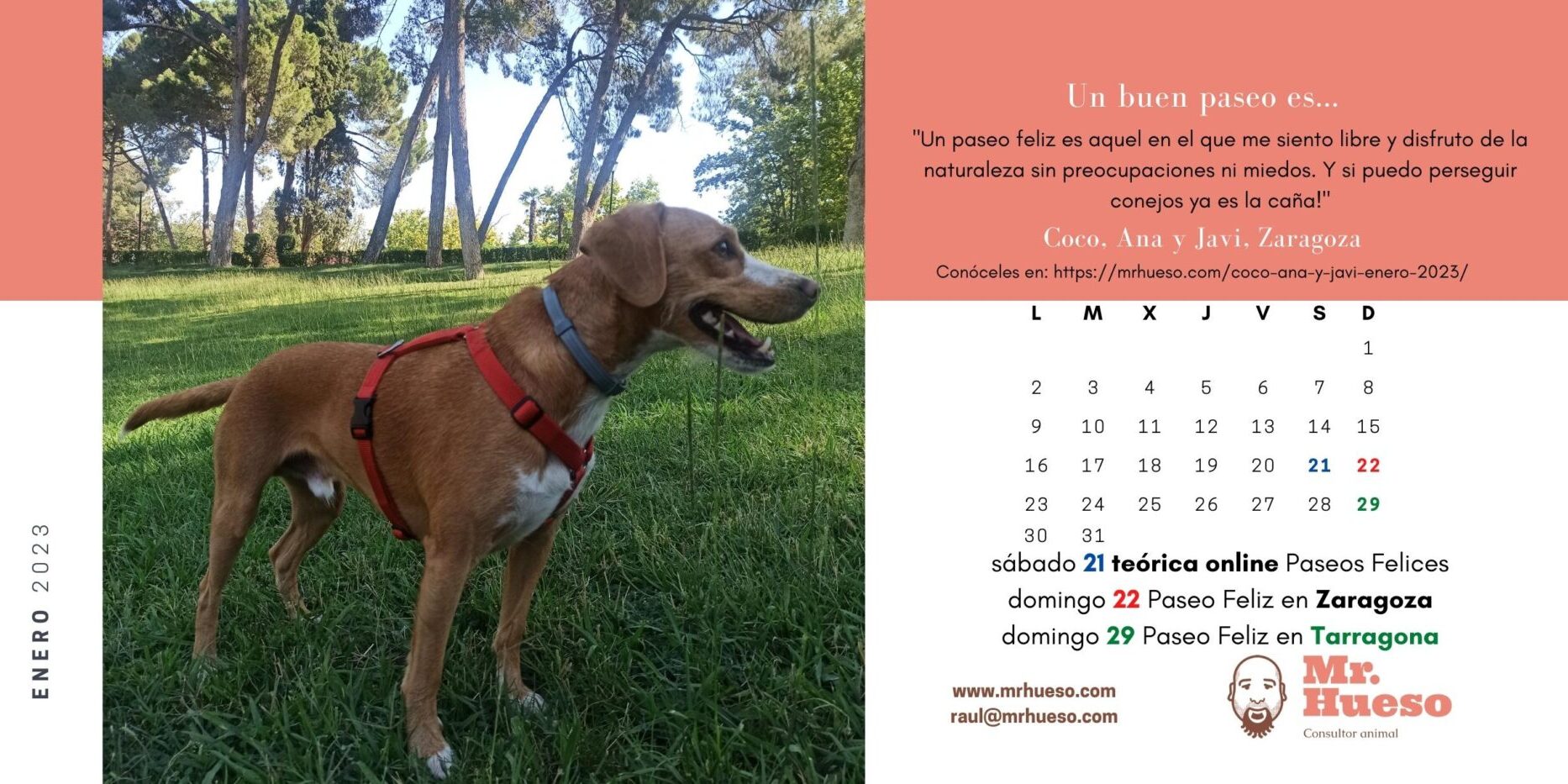 Coco, un mestizo de podenco maneto y beagle, en el parque, junto al calendario enero 2023