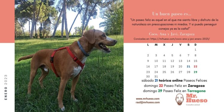 Coco, un mestizo de podenco maneto y beagle, en el parque, junto al calendario enero 2023