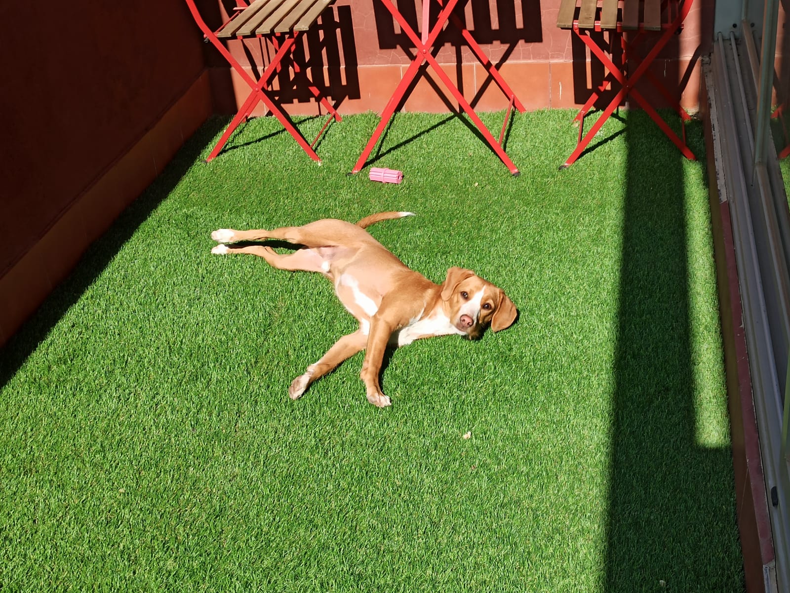 Coco tomando el sol